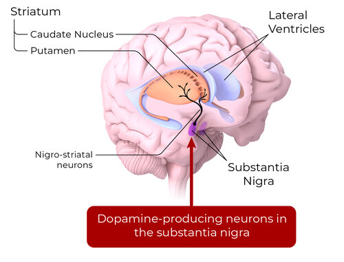 brain striatum sn overview