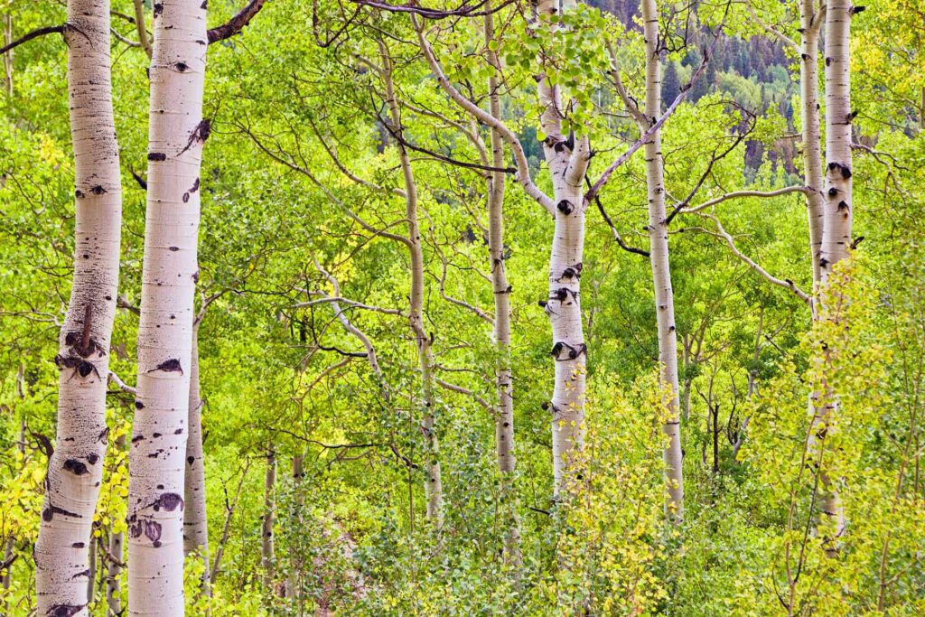 Forest of Aspen Trees