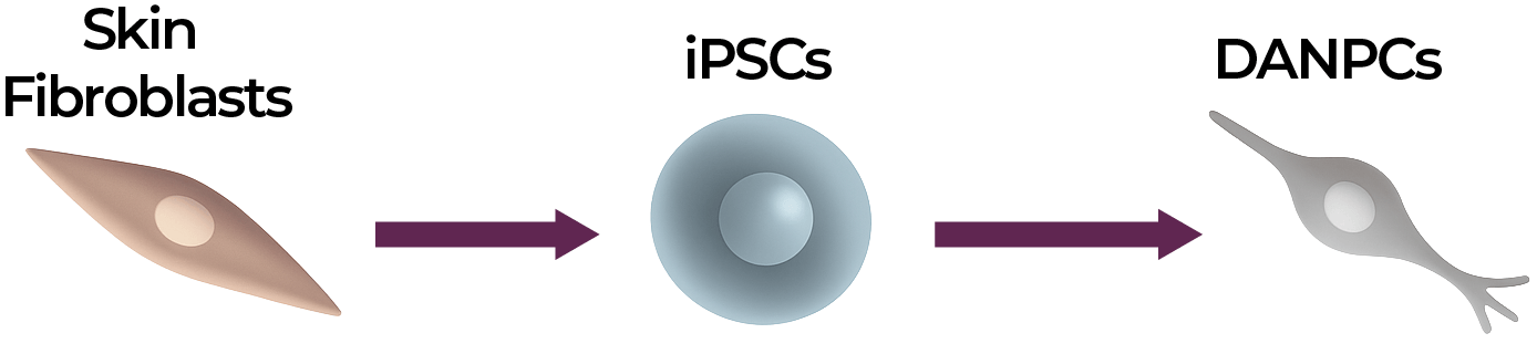 danpcs dopaminergic neuron precursor cells 2