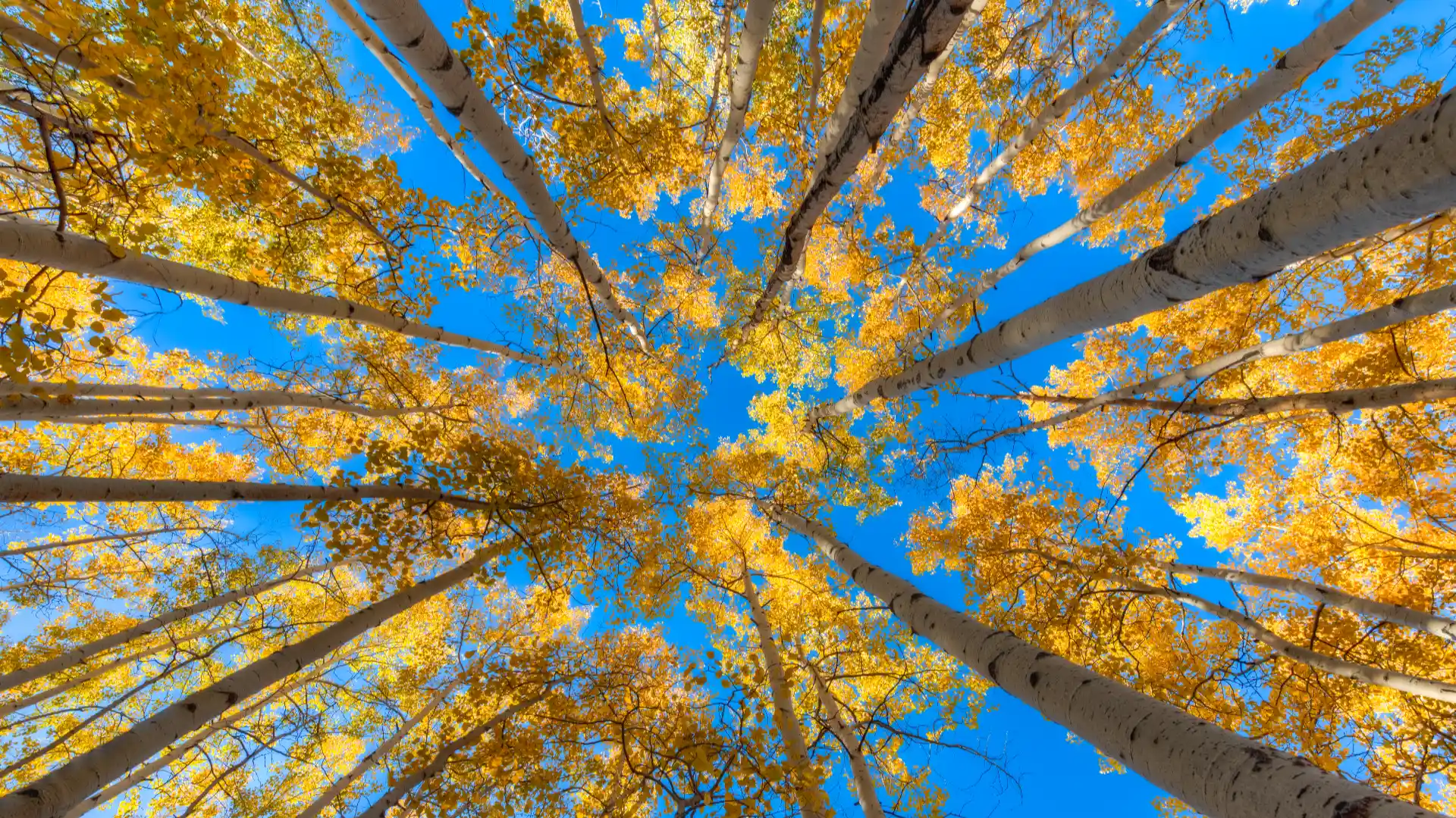 Aspen Autumn Thicket